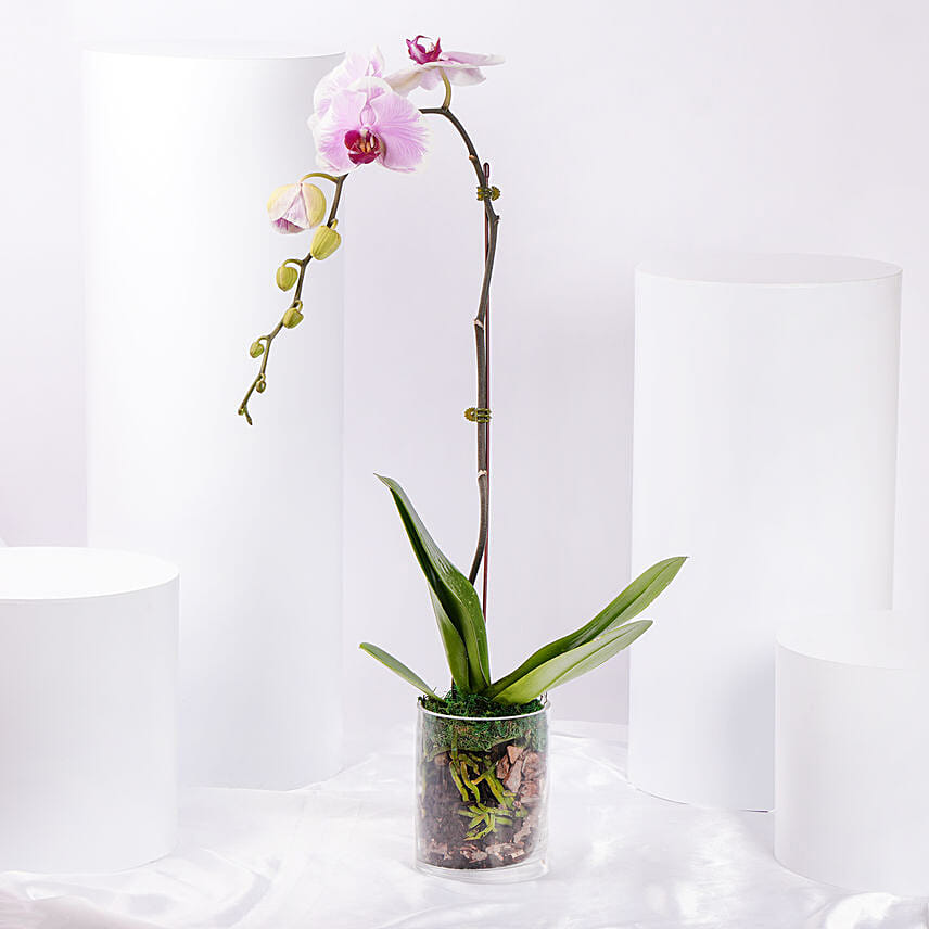 Pink Blush Dual Shade Orchid Plant: Orchid Plants 