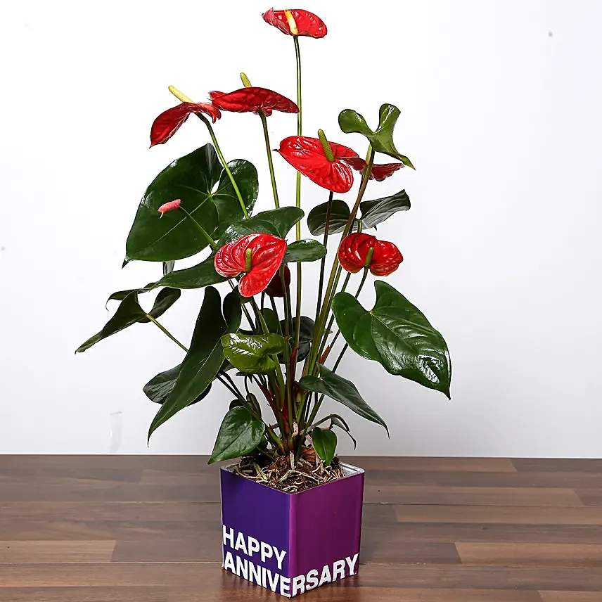 Red Anthurium Plant For Anniversary: Anniversary Plants