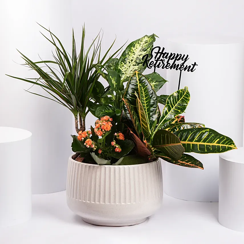Retirement Wishes Plants Garden: 