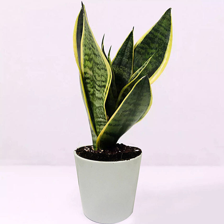 Sansevieria Plant In Plastic Pot: Snake Plants 