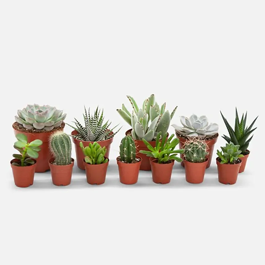 Set Of 12 Lovely Indoor Plants: Snake Plants 