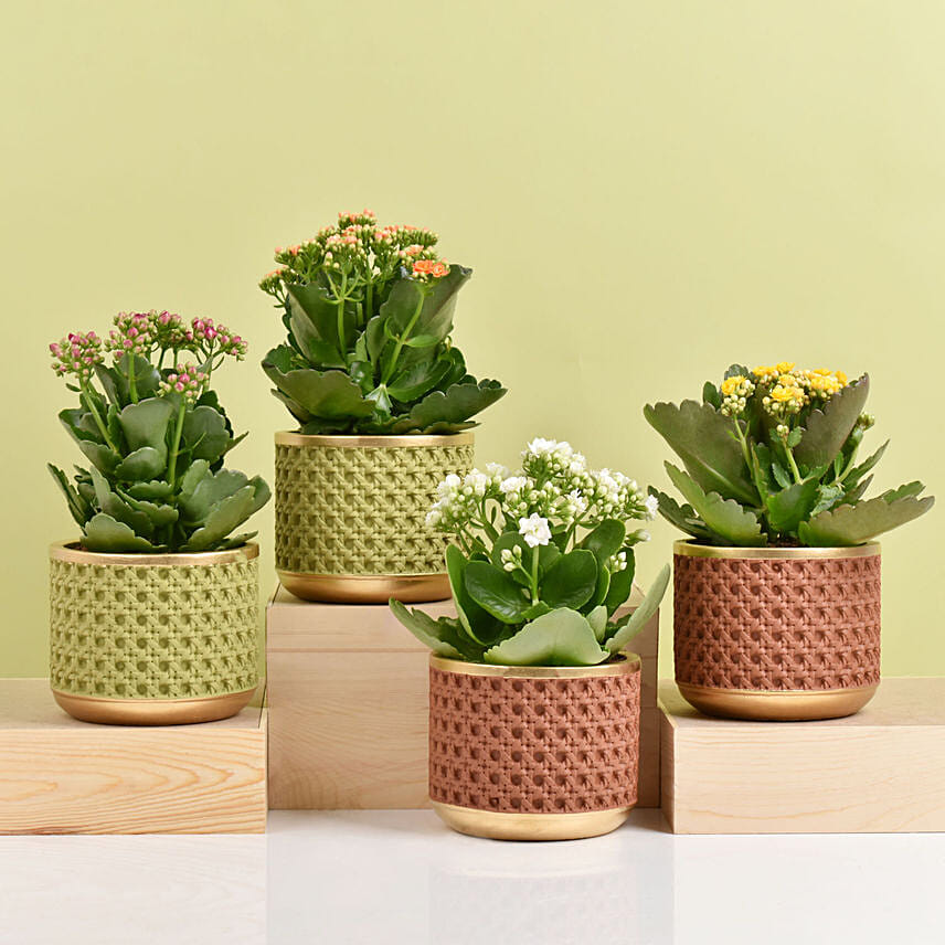 Set of 4 Kalanchoe Plants: Plants Combo 