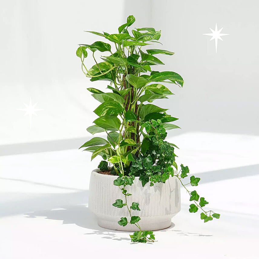 Tall Money Plant and Hedera Helix In Premium Planter: Money Plants 
