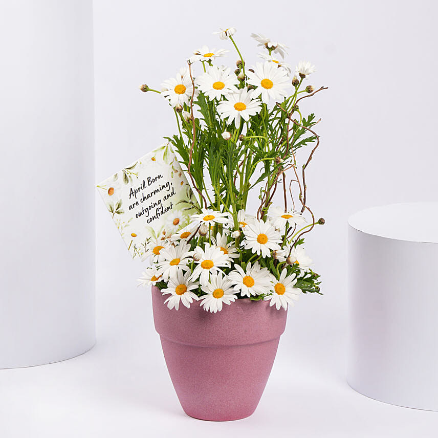 White Daisy Birthday Arrangement: 