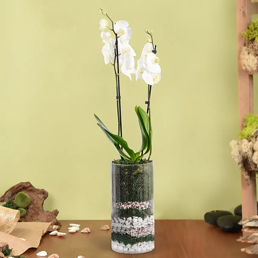 White Orchid Beauty: Orchid Plants