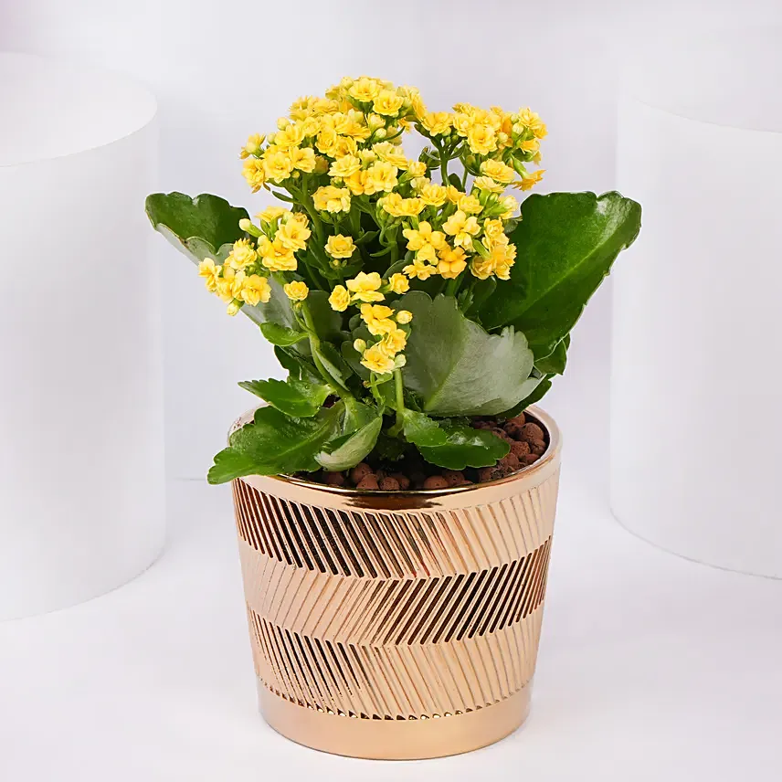 Yellow Kalanchoe In Ceramic Pot: Indoor Plants