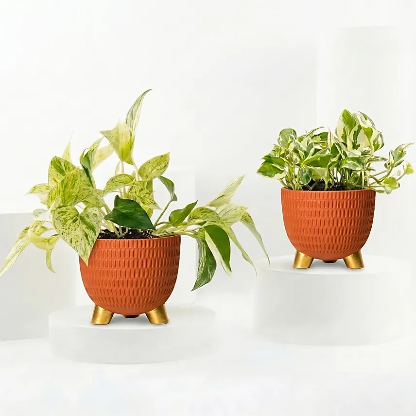 Golden and Joy Money Plant Plant Set: Plants