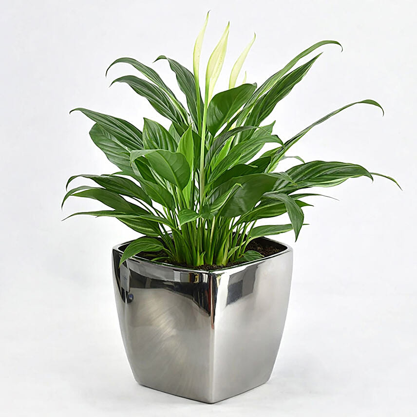 Peace lily in Matt Black Planter: Plants