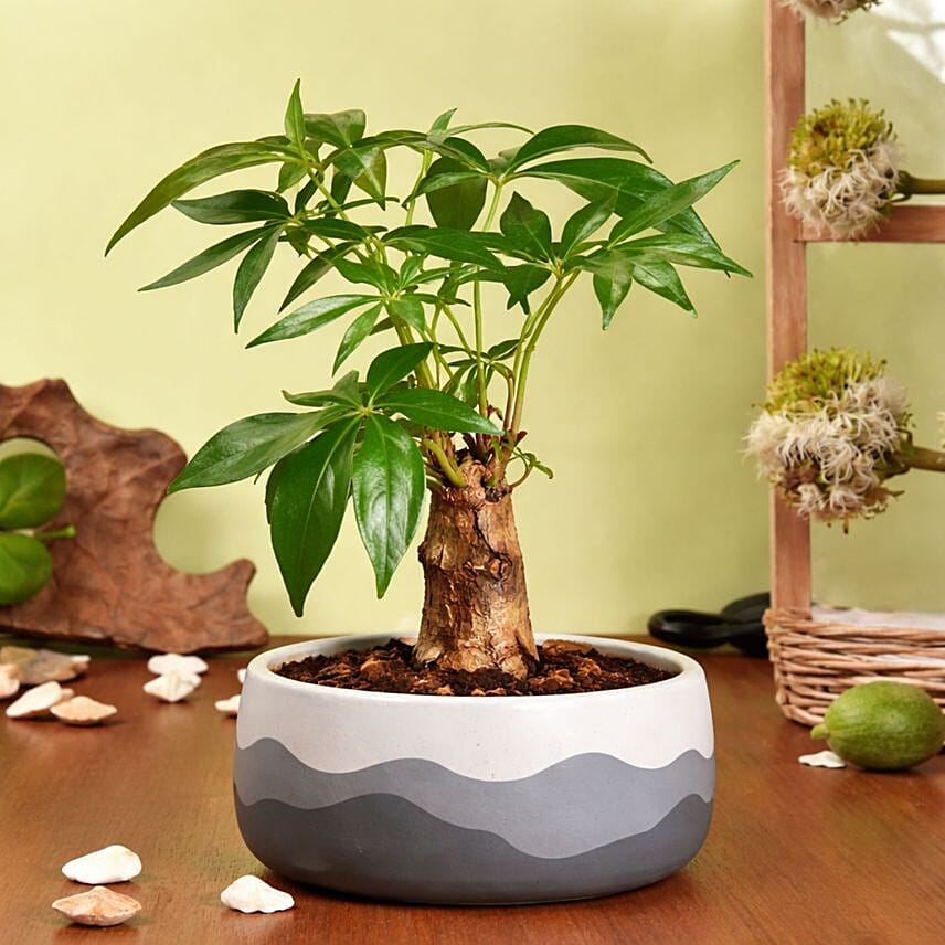 Paclcira Sail Or Pachira Good Luck Tree: Indoor Plants 