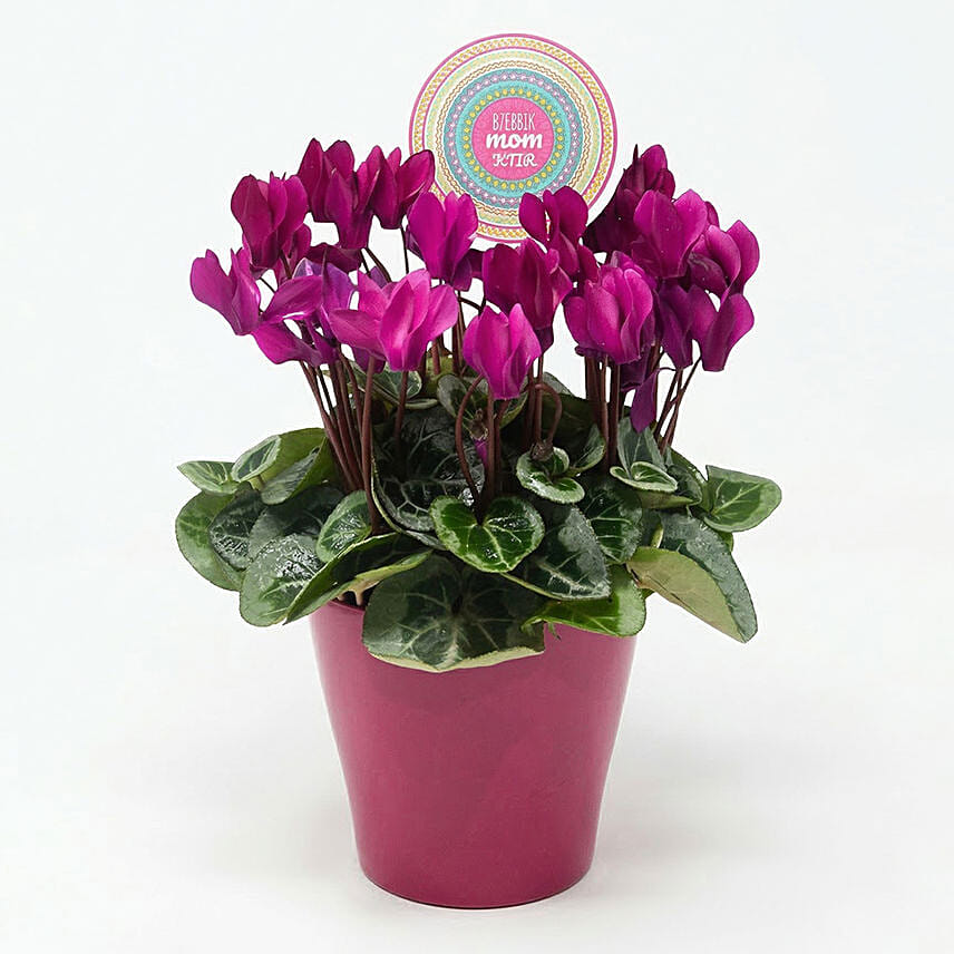 Moms Cyclamen: Send Gifts to Lebanon