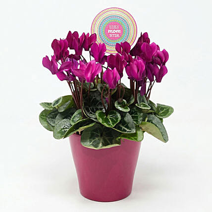 Moms Cyclamen: Send Gifts to Lebanon