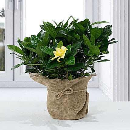 Gardenia Jasminoides with Jute Wrapped Pot: Flowering Plants