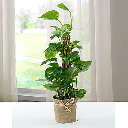Jute Wrapped Epipremnum Aureum Plant: Good Luck Plants