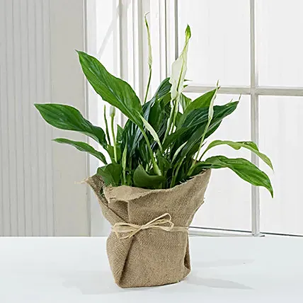 Spathiphyllum Jute Wrapped Potted Plant: Spiritual n Vastu Plants 