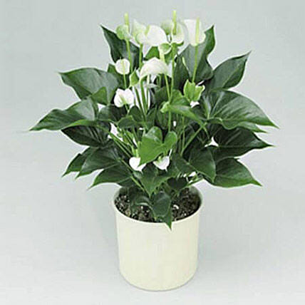 White Anthurium Plant: Congratulations Flower Bouquet