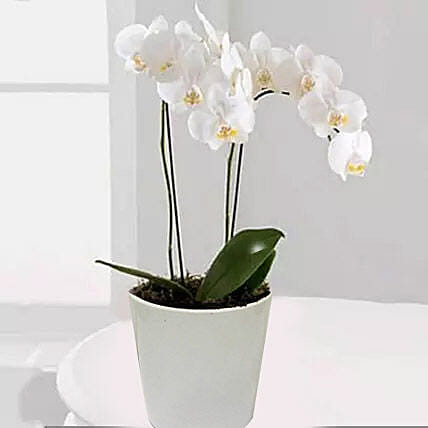 White Phalaenopsis Orchid Plant: Desktop and Office Plants 