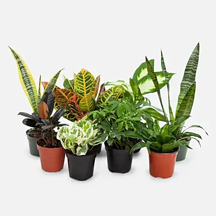 7 Beautiful Plants: Snake Plants