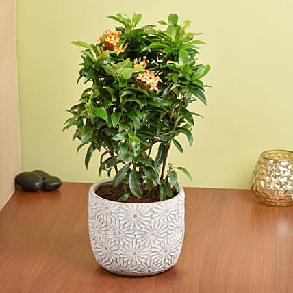 Beautiful Ixora Flower Plant In Ceramic Pot: 
