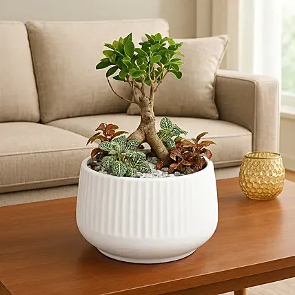 Bonsai & Fittonia Plant In Platter Planter: Dish Gardens 