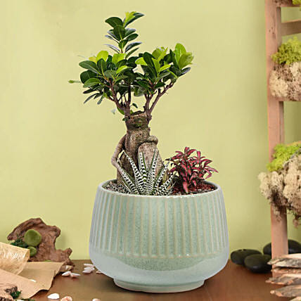 Bonsai Garden: Bonsai Plants