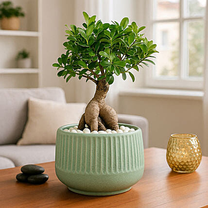 Bonsai Plant In Ceramic Pot: Bonsai Plants