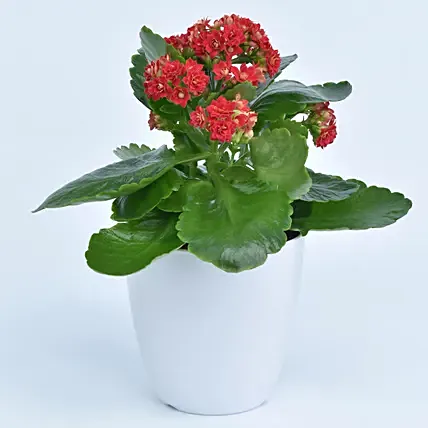 Bright Kalanchoe Plant In Pot: Desktop and Office Plants 