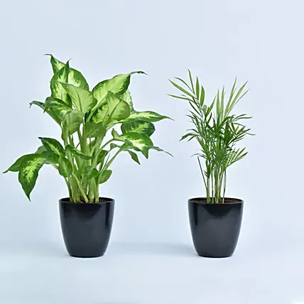 Combo Of Beautiful Indoor Plants: Best Housewarming gifts