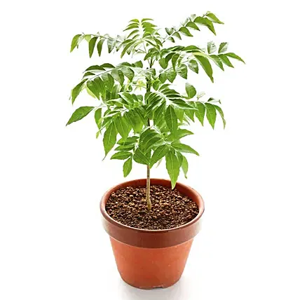 Curry Plant Pot: Outdoor Plants 