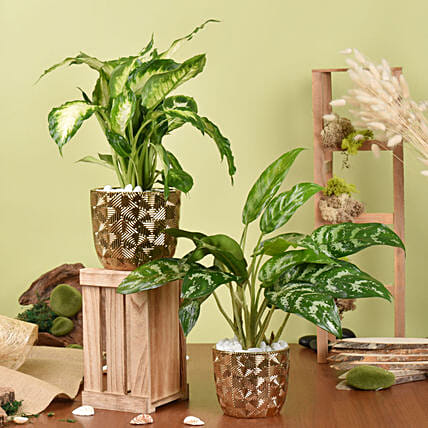 Dieffenbachia and Maria Aglaonema Plant Beauty: Plants Combo 