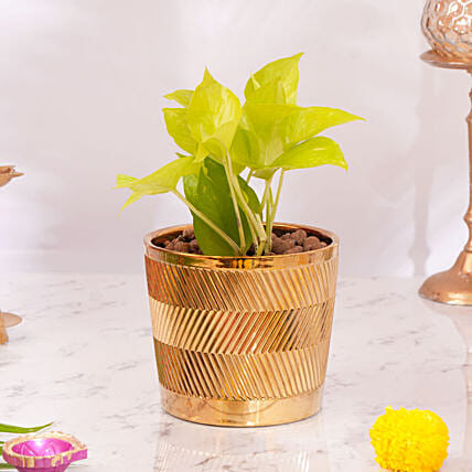 Diwali Money Plant: 