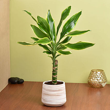 Dracaena Plant Small: 