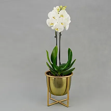 Dual Stem White Orchid in Gold Planter: Orchid Plants 