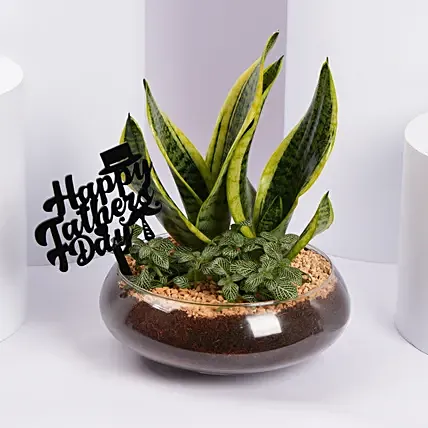 Green Harmony Glass Garden Father Day Edition: Fathers Day Plants