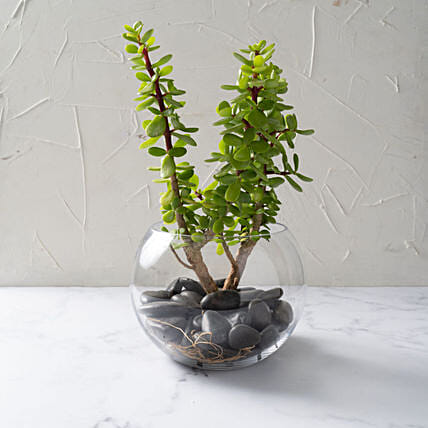 Jade Plant In Glass Bowl: Indoor Plants 