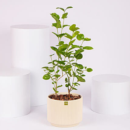 Jasmine Flowering Plant: Outdoor Plants 