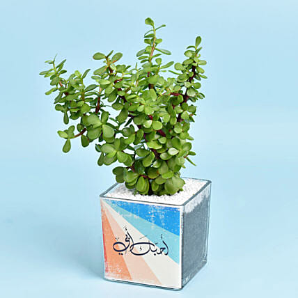 Love You Dad Jade: Jade Plants