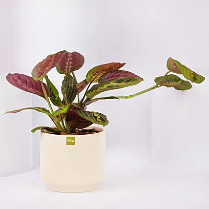 Maranta Potted Plant: Desktop and Office Plants