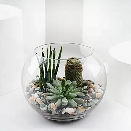 Mini Forest in Glass Bowl: Good Luck Plants 