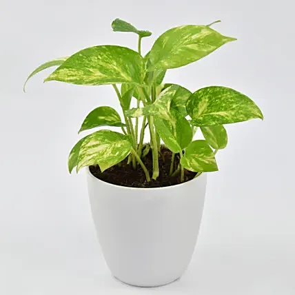 Money Plant in Designer Pot: Money Plants 