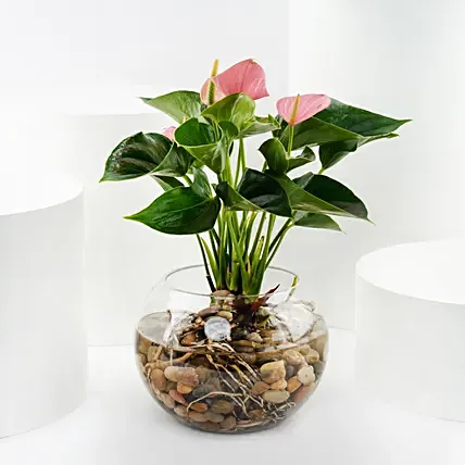 Pink Anthurium in Glass Bowl: Plants 