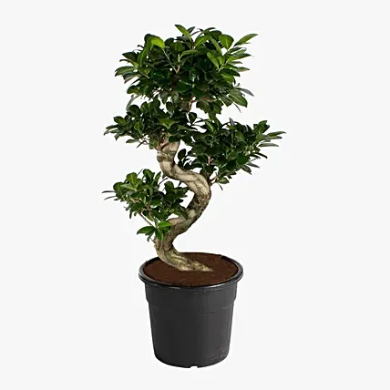 S Shaped Ficus Plant 80cm: Bonsai Plants 