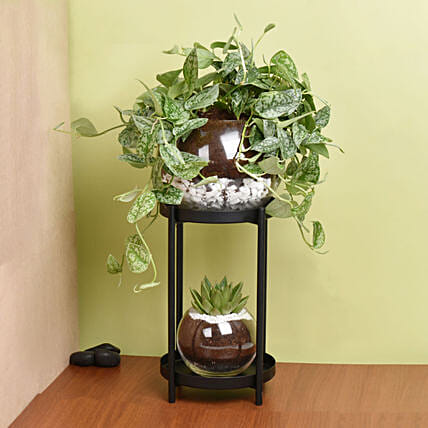 Scindapsus and Echeveria Plant Stand: Christmas Wreaths Dubai
