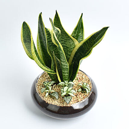Snake Plant and Fittonia Dish: Dish Gardens 