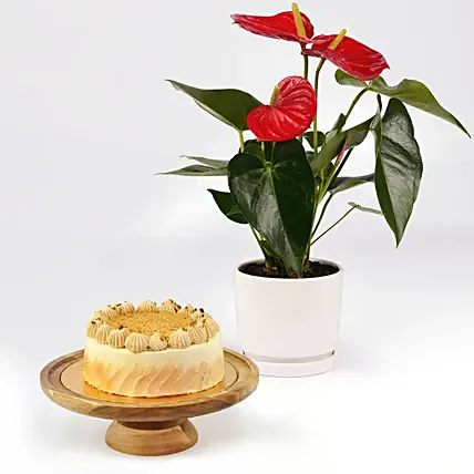 Guilt Free Butterscotch Cake and Plants: Plants Combo