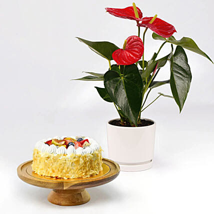 Guilt Free Cake and Plant: Plants Combo 