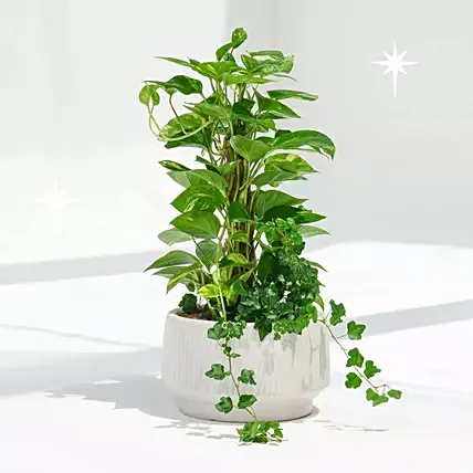 Tall Money Plant and Hedera Helix In Premium Planter: Money Plants 