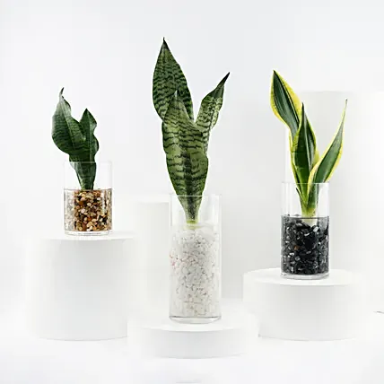 Trio of Snake Plant Air Purifying: Good Luck Plants 
