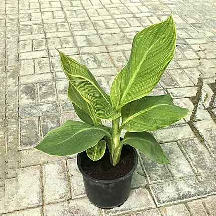 Tropicana Canna Lily Plant Pot: Outdoor Plants 