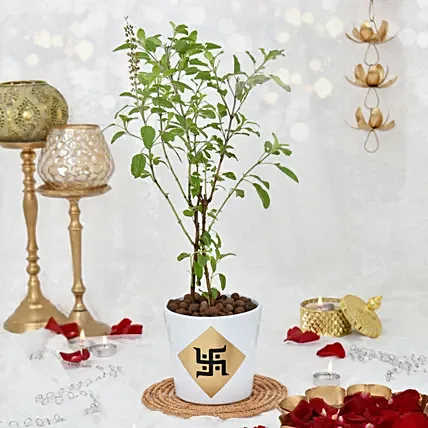 Tulsi plant in Ceramic Planter: Tulsi Plants
