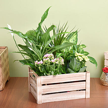 Urban Garden Plant Basket: Plants Combo